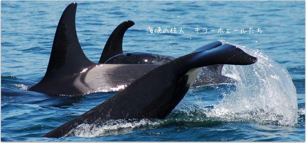 海峡の住人キラーホエール